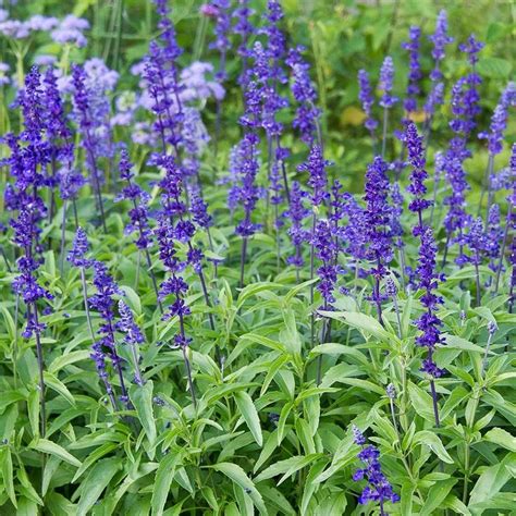 Salvia farinacea 'Victoria Blue' | Salvia plant care, Blue salvia, Plants