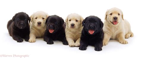 Dogs: Black and Golden Retriever pups photo WP02477