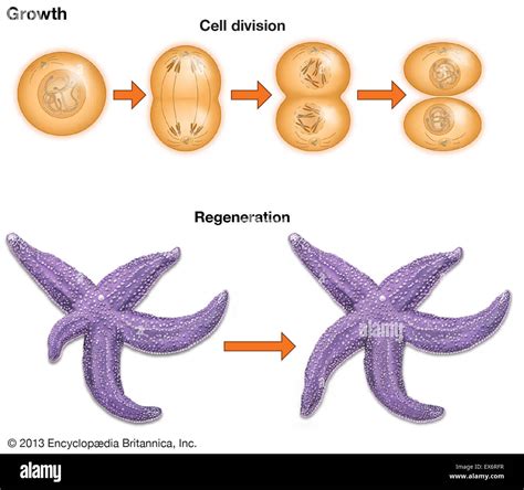 Cell growth and regeneration Stock Photo - Alamy