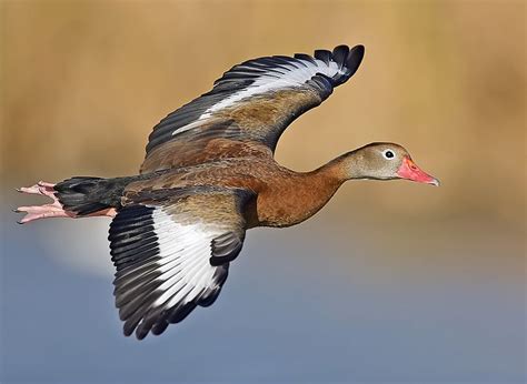 The Wild Life: Hunting Black-Bellied Whistling Ducks