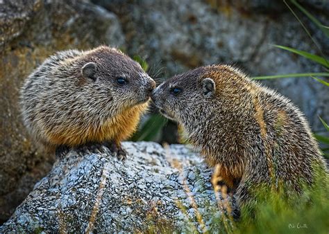 Baby Groundhogs Kissing Photograph by Bob Orsillo | Fine Art America