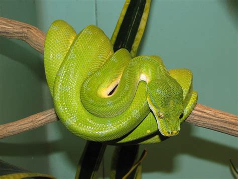 Two Kuwaiti Men Get The Squeeze For UAE Python Smuggling Attempt ...