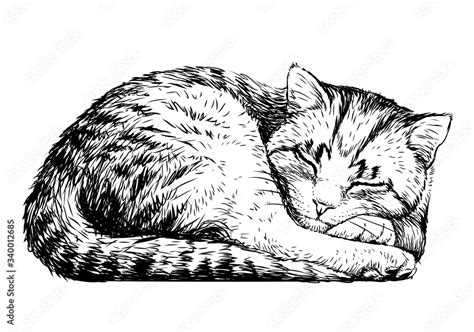 Cat. Wall sticker. Sketch, artistic, realistic portrait of a cute ...