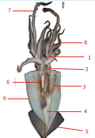 Squid External Anatomy Unlabeled