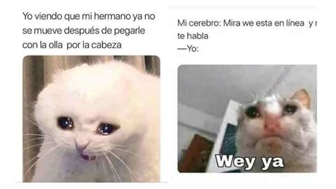 5 MEMES de gatos llorando para compartir en WhatsApp | Petlife