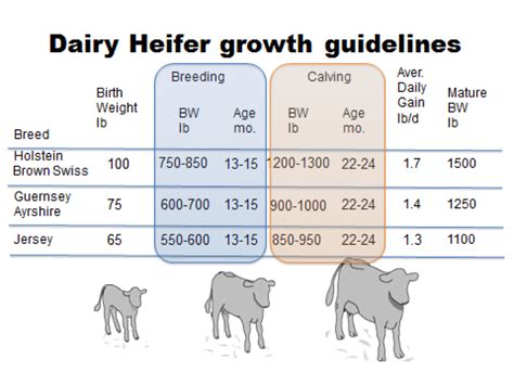 Jersey Cow Growth Chart - All About Cow Photos