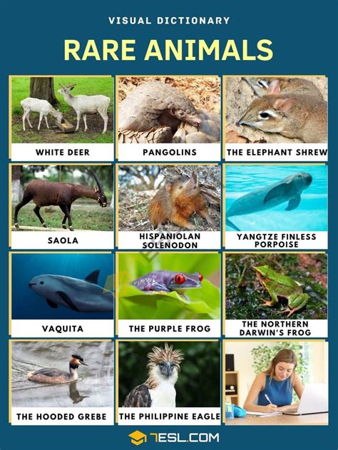 List of Rare Animals in the World with Pictures • 7ESL