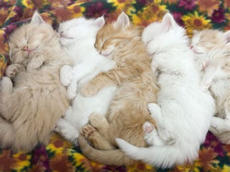 baby cats sleeping wallpaper