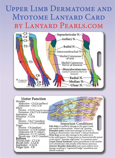 Upper Limb Dermatome + Myotome PVC Lanyard Card