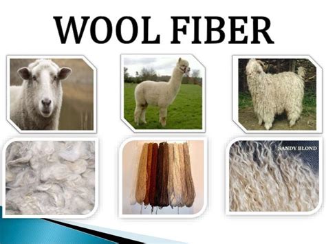 Wool fibre