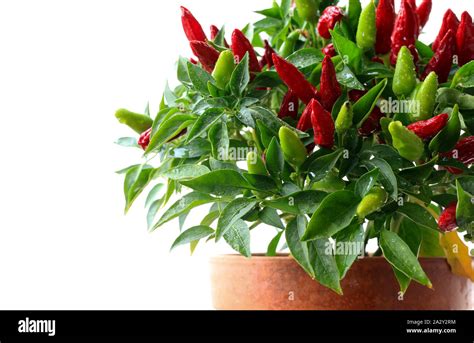 Ornamental chili peppers plant in pot isolated on a white background ...