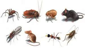 5 A Must-Read Difference Between Pest and Insect with Table - Animal ...