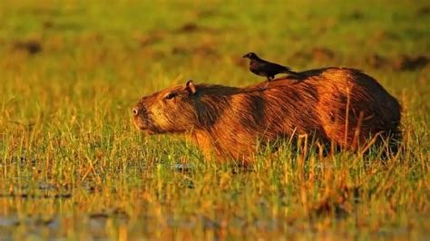 Can You Own A Pet Capybara? All You Need To Know!