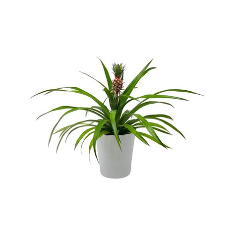 Pure Beauty Farms 5 In. Pineapple Plant White in Designer Pot ...