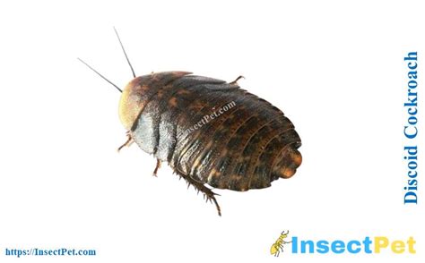 Discoid Roaches (Blaberus discoidalis) - Identification, Uses, Breeding ...