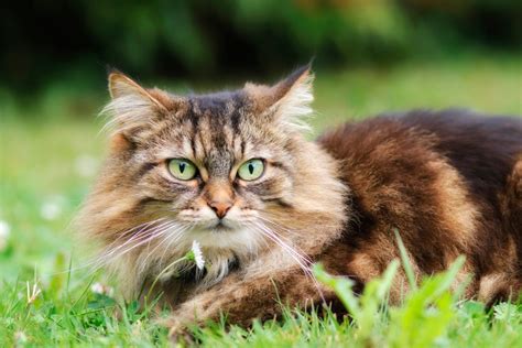 17 Cute Long-Haired Cat Breeds | Cats with Long Hair