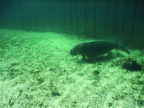 Dugong adaptation in a circular cage made of wood and net. | Download ...