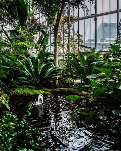 Barbican Conservatory: London's Beautiful Indoor Rainforest