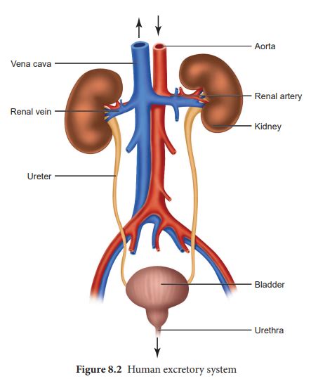 Human Excretory System Diagram Labeled