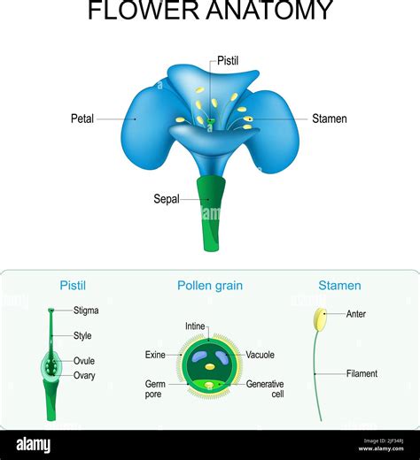 Plant Ovule