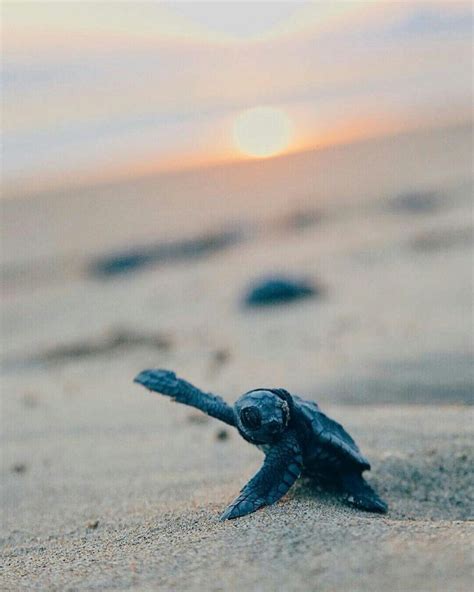 Baby Sea Turtles Wallpaper