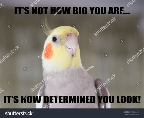 2,406 Bird Memes Images, Stock Photos & Vectors | Shutterstock