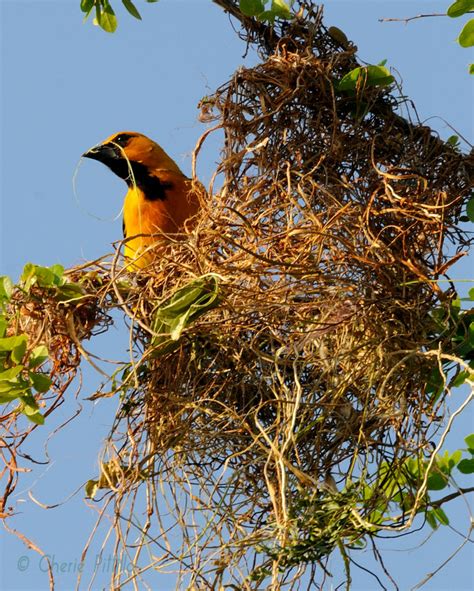 First nest of Altamira Oriole April 15, 2012 – The Yucatan Times