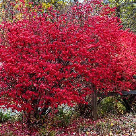 Shrubs For Shade Canada at Georgina Clark blog