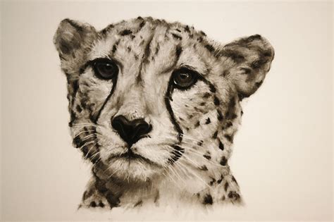 Cheetah - Charcoal Drawing – Porcupine Rocks