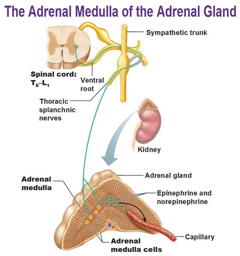 HumanAntiGravitySuit: Melzack & Katz, Pain. Part 17b: Stress and adrenals