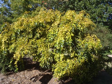 Celtis sinensis (Chinese Hackberry, Chinese Nettle Tree, Japanese ...