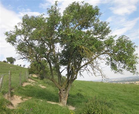 Elder - Tree Guide UK - Elder tree identification by leaf, flower and fruit