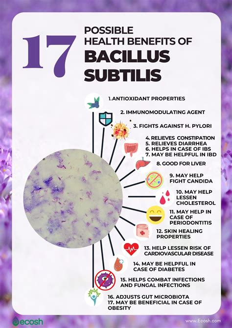 BACILLUS SUBTILIS - 17 Possible Health Benefits Based On Science - Ecosh