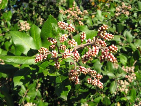 Rhus integrifolia lemonade berry A blog about water-wise and life ...