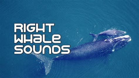 Right Whale Underwater Sounds - YouTube