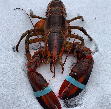 Maine Lobster | Lobster, Maine lobster, How to find out