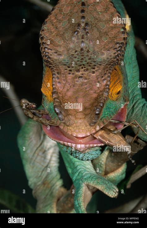 PARSON'S CHAMELEON eating mantid Chamaeleo parsonii Diet consists ...