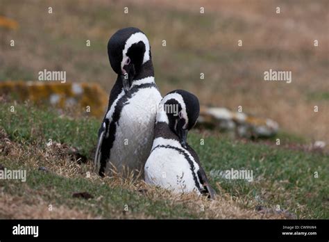 Magellanic Penguin (Spheniscus magellanicus) mated pair standing and ...