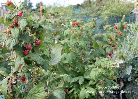 How To Grow Raspberry Plants