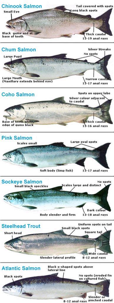 Coho Salmon Identification