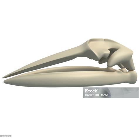 Fin Whale Skull Animal Anatomy 3d Rendering On White Background Stock ...