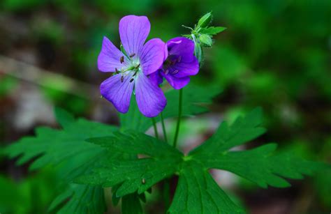 Spring Forest Flower Macro | Flowers| Free Nature Pictures by ...