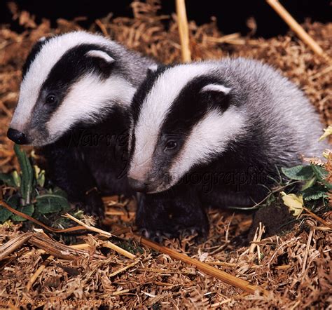 Badger cubs photo WP04392