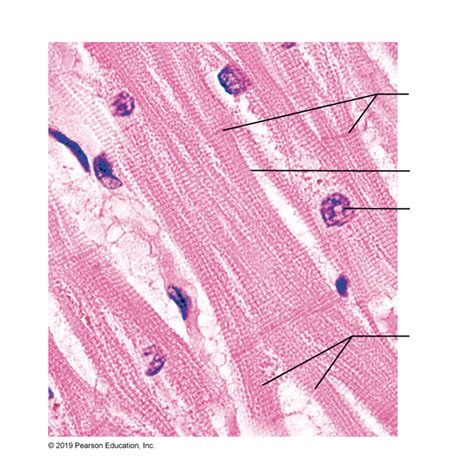 Cardiac muscle histology Diagram | Quizlet