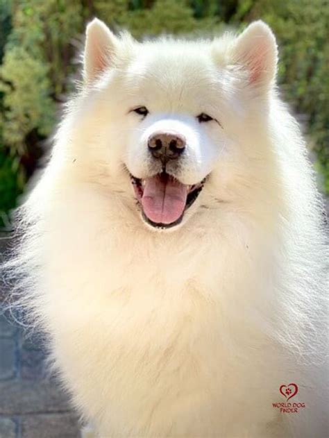 White Fluffy Dogs