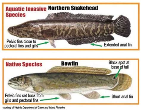 Invasive Snakehead Fish Found in Georgia | Georgia Wildlife Blog ...