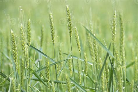 Wheat field background 1336694 Stock Photo at Vecteezy