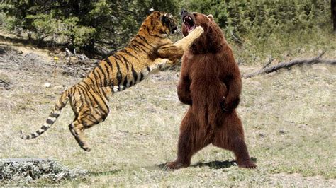 Lion Vs Bear Who Would Win : Grizzly Bear vs American Lion- Who Would ...