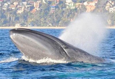 Blue Whale Facts For Kids | Blue Whale Habitat & Diet