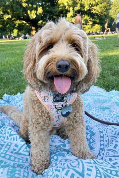 When Is A Cockapoo Full Grown? (Size & Age Fully Grown) | PupTraveller